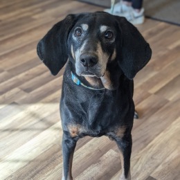 dog staring at person