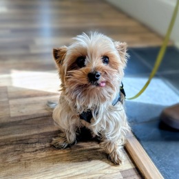 dog on a green leash