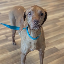 brown dog on a blue leash